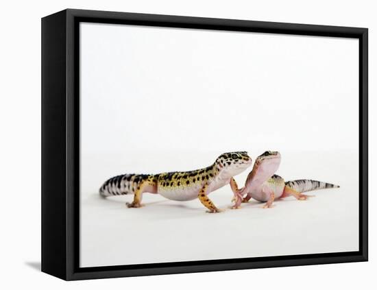 Pair of Leopard Geckos-Petra Wegner-Framed Stretched Canvas