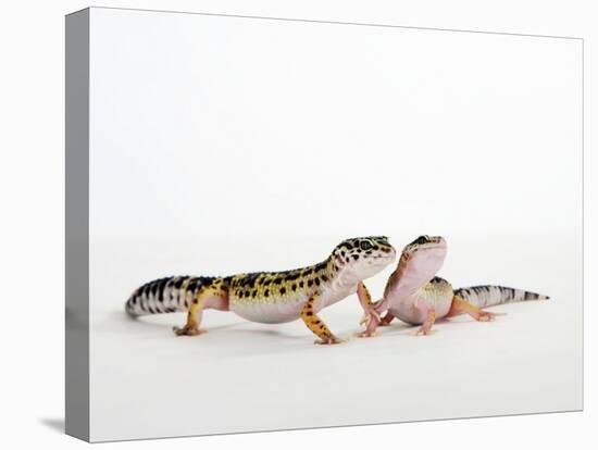 Pair of Leopard Geckos-Petra Wegner-Stretched Canvas