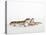 Pair of Leopard Geckos-Petra Wegner-Stretched Canvas