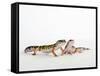 Pair of Leopard Geckos-Petra Wegner-Framed Stretched Canvas