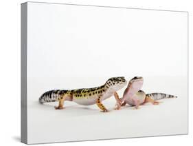 Pair of Leopard Geckos-Petra Wegner-Stretched Canvas