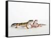 Pair of Leopard Geckos-Petra Wegner-Framed Stretched Canvas