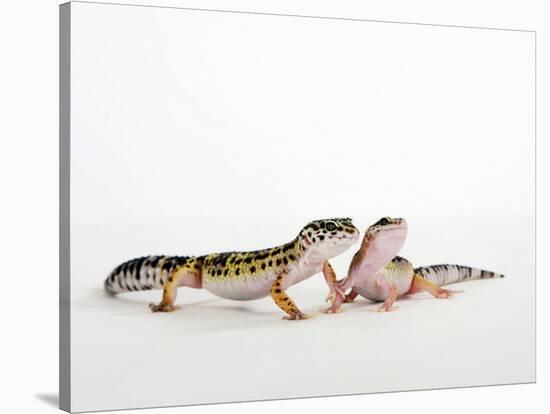 Pair of Leopard Geckos-Petra Wegner-Stretched Canvas