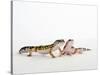 Pair of Leopard Geckos-Petra Wegner-Stretched Canvas