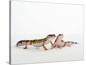 Pair of Leopard Geckos-Petra Wegner-Stretched Canvas