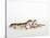 Pair of Leopard Geckos-Petra Wegner-Stretched Canvas