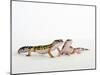 Pair of Leopard Geckos-Petra Wegner-Mounted Premium Photographic Print