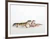 Pair of Leopard Geckos-Petra Wegner-Framed Premium Photographic Print