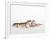 Pair of Leopard Geckos-Petra Wegner-Framed Premium Photographic Print