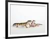 Pair of Leopard Geckos-Petra Wegner-Framed Premium Photographic Print