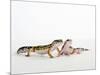 Pair of Leopard Geckos-Petra Wegner-Mounted Premium Photographic Print