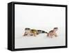 Pair of Leopard Geckos-Petra Wegner-Framed Stretched Canvas