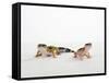 Pair of Leopard Geckos-Petra Wegner-Framed Stretched Canvas