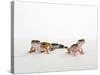 Pair of Leopard Geckos-Petra Wegner-Stretched Canvas