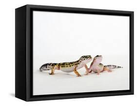 Pair of Leopard Geckos-Petra Wegner-Framed Stretched Canvas