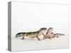 Pair of Leopard Geckos-Petra Wegner-Stretched Canvas