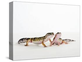 Pair of Leopard Geckos-Petra Wegner-Stretched Canvas