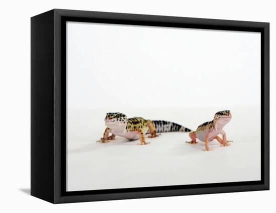 Pair of Leopard Geckos-Petra Wegner-Framed Stretched Canvas