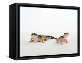 Pair of Leopard Geckos-Petra Wegner-Framed Stretched Canvas