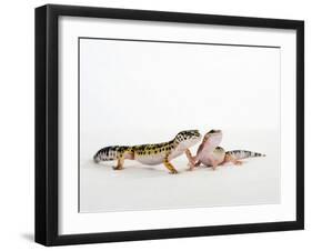 Pair of Leopard Geckos-Petra Wegner-Framed Photographic Print