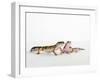 Pair of Leopard Geckos-Petra Wegner-Framed Photographic Print