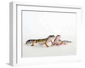Pair of Leopard Geckos-Petra Wegner-Framed Photographic Print