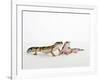 Pair of Leopard Geckos-Petra Wegner-Framed Photographic Print