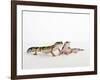 Pair of Leopard Geckos-Petra Wegner-Framed Photographic Print