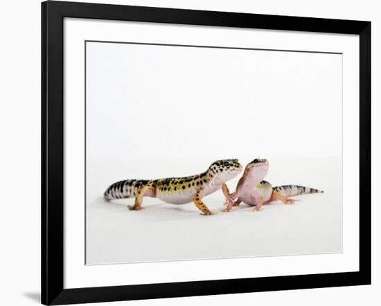 Pair of Leopard Geckos-Petra Wegner-Framed Photographic Print