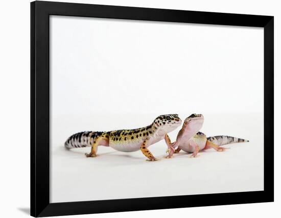 Pair of Leopard Geckos-Petra Wegner-Framed Photographic Print