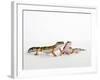 Pair of Leopard Geckos-Petra Wegner-Framed Photographic Print