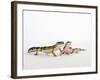 Pair of Leopard Geckos-Petra Wegner-Framed Photographic Print