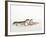 Pair of Leopard Geckos-Petra Wegner-Framed Photographic Print