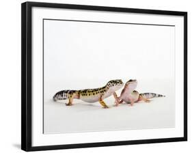 Pair of Leopard Geckos-Petra Wegner-Framed Photographic Print