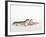 Pair of Leopard Geckos-Petra Wegner-Framed Photographic Print