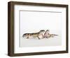 Pair of Leopard Geckos-Petra Wegner-Framed Photographic Print