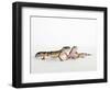 Pair of Leopard Geckos-Petra Wegner-Framed Photographic Print