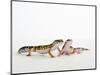 Pair of Leopard Geckos-Petra Wegner-Mounted Photographic Print