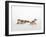 Pair of Leopard Geckos-Petra Wegner-Framed Photographic Print