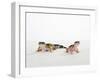 Pair of Leopard Geckos-Petra Wegner-Framed Photographic Print