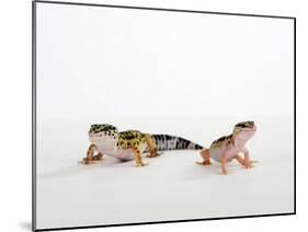 Pair of Leopard Geckos-Petra Wegner-Mounted Photographic Print