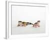 Pair of Leopard Geckos-Petra Wegner-Framed Photographic Print