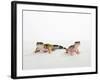 Pair of Leopard Geckos-Petra Wegner-Framed Photographic Print