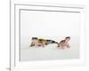 Pair of Leopard Geckos-Petra Wegner-Framed Photographic Print