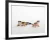 Pair of Leopard Geckos-Petra Wegner-Framed Photographic Print