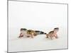 Pair of Leopard Geckos-Petra Wegner-Mounted Photographic Print