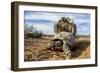 Pair of Leopard tortoises mating, Karoo, South Africa-Paul Williams-Framed Photographic Print