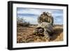 Pair of Leopard tortoises mating, Karoo, South Africa-Paul Williams-Framed Photographic Print