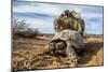 Pair of Leopard tortoises mating, Karoo, South Africa-Paul Williams-Mounted Photographic Print