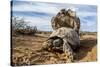 Pair of Leopard tortoises mating, Karoo, South Africa-Paul Williams-Stretched Canvas